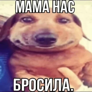 Telegram sticker 🐶 сраный огурец