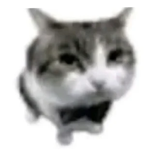 Video sticker 🐱 ч