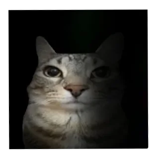 Video sticker 🐱 ч
