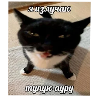 Telegram sticker 🐱 ч