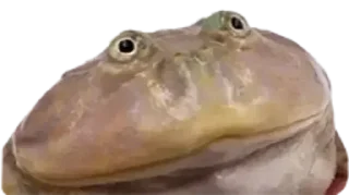 Telegram sticker 🐸 Больше стиков тут: @stikery4