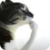 Video sticker 🤔 мать прод�...