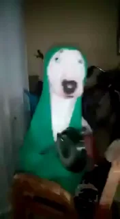 Video sticker 😂 NIGGAH💕'sVidPack