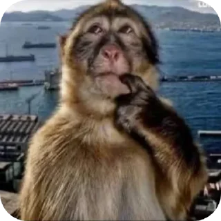 Telegram sticker 🤔 Best photos OAT✌🏻