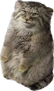 Video sticker 😐 hubertpack