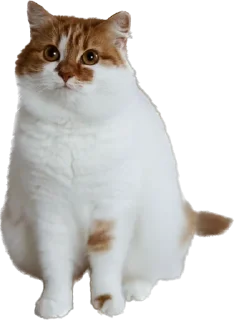 Телеграм стикер 🙄 hubertpack