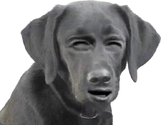 Телеграм стикер 🙄 hubertpack