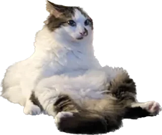 Video sticker 🛏 hubertpack