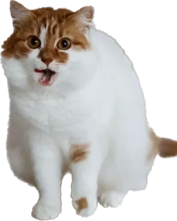 Телеграм стикер 😯 hubertpack