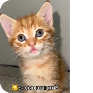 Telegram sticker 🐱 Фруктыыыы