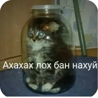 Telegram sticker 👍 Больше стиков тут: @stikery4