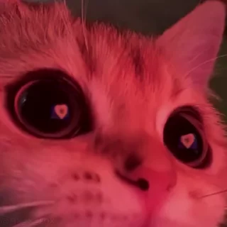 Video sticker 😍 stickers