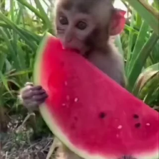 Video sticker 🍉 #6 бибизьянки от @n23fx :: @fStikBot