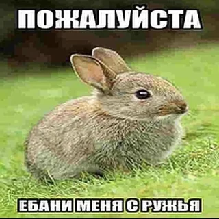 Telegram stiker 🐰 Тинькофф 2007