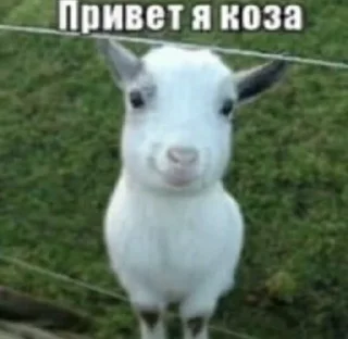 Telegram stiker 🐐 Тинькофф 2007