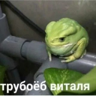 Video sticker 🐸 Тинькофф 2007