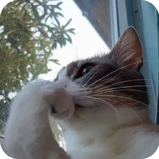 Video sticker 🌟 𝙙𝙤𝙟𝙞𝙣 🐈‍⬛ Steal Pack 2