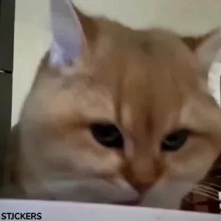 Video sticker 😟 @stjckers @gpstick @Majazinoo_accbot