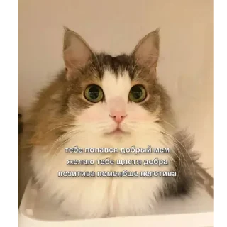 Video sticker 🍻 Не заходи сюда👉🏻 @sozdsti_bot