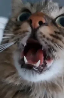 Telegram sticker 😨 Chupa