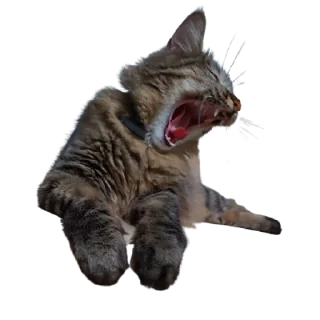 Telegram sticker 😡 Chupa