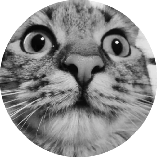 Video sticker 😳 Chupa