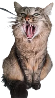 Telegram sticker 🤬 Chupa