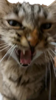 Telegram sticker 🤬 Chupa