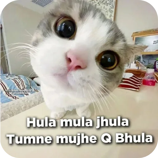 Sticker 🐱 @proravig