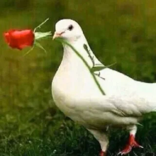 Telegram sticker 🌹 Kkkkkkkkkkkkk