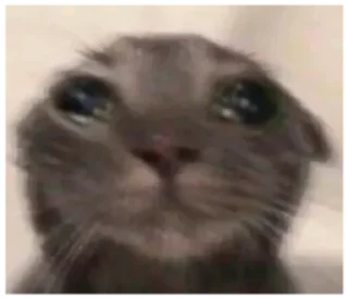 Video sticker 🥺 MichisGOD😼 @MatiasLeandro1