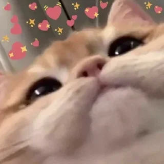 Telegram sticker 🥰 MichisGOD😼 @MatiasLeandro1