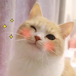 Telegram sticker 😉 MichisGOD😼 @MatiasLeandro1