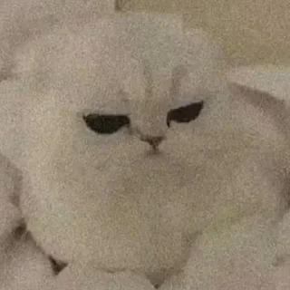 Telegram sticker 😒 MichisGOD😼 @MatiasLeandro1