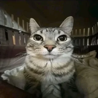 Sticker 😐 Котик Зазу @StickerChest