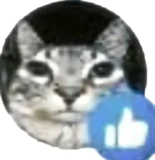 Video sticker 👍 Котик Зазу @StickerChest