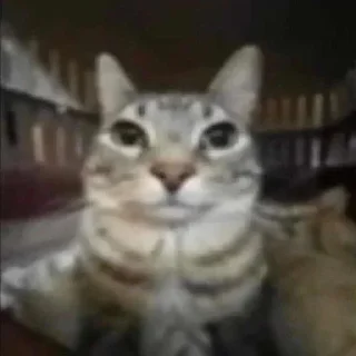 Telegram sticker 🫥 Котик Зазу @StickerChest