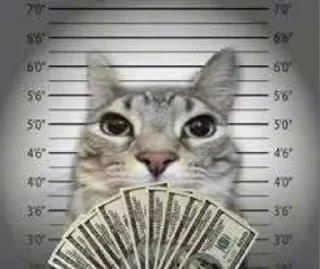 Telegram sticker 💵 Котик Зазу @StickerChest