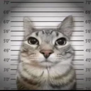 Video sticker #️⃣ Котик Зазу @StickerChest