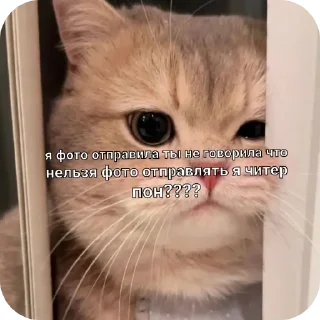 Video sticker 🥰 Больше стиков тут: @stikery4