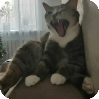 Video sticker 🐱 Больше стиков тут: @stikery4