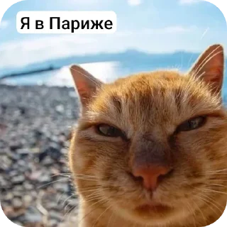 Video sticker 🧸 Больше стиков тут: @stikery4