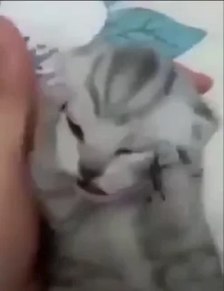 Video sticker 😫 мы :: @fStikBot