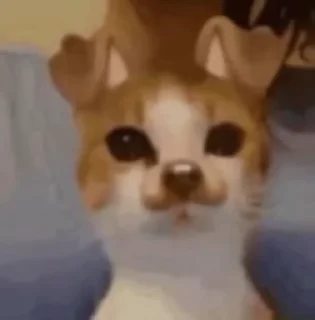 Video sticker 🐶 miawing - @kyoukazaa’s