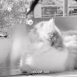 Video sticker 🤩 Kitten. - @decor_xxt @TgEmodziBot