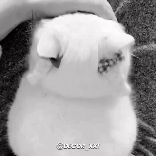 Video sticker 🤩 Kitten. - @decor_xxt @TgEmodziBot