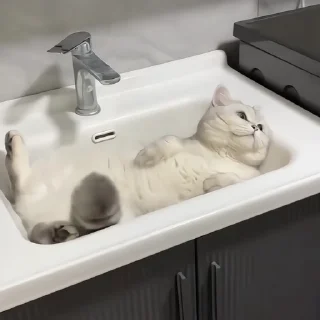 Video sticker 🐈‍⬛️ Cat ² : @Gifiho