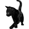 Sticker 🐈 🖤