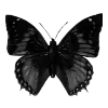 Sticker 🦋 🖤