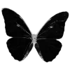 Sticker 🦋 🖤